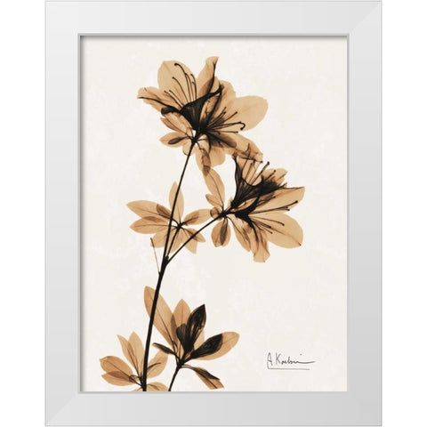 Aged Azalea White Modern Wood Framed Art Print by Koetsier, Albert