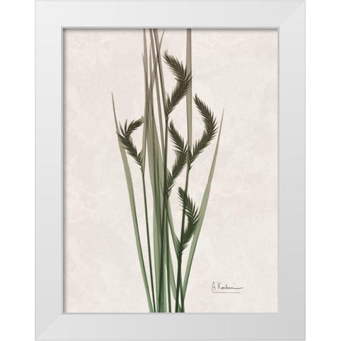 Aged Oat Grass White Modern Wood Framed Art Print by Koetsier, Albert