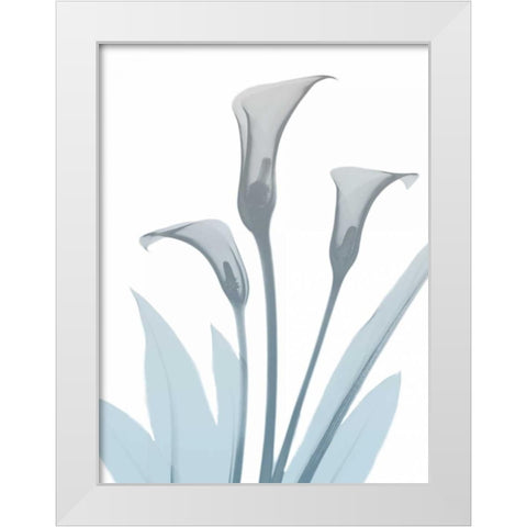 Serene Calla Lily 2 White Modern Wood Framed Art Print by Koetsier, Albert