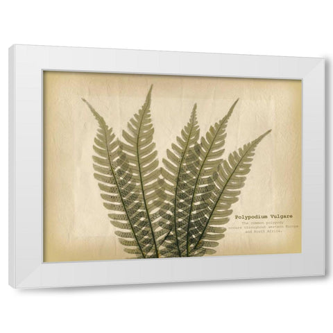 Parchment Fern 2 White Modern Wood Framed Art Print by Koetsier, Albert