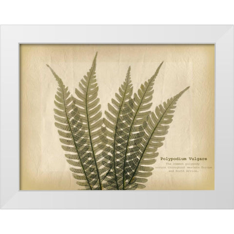 Parchment Fern 2 White Modern Wood Framed Art Print by Koetsier, Albert