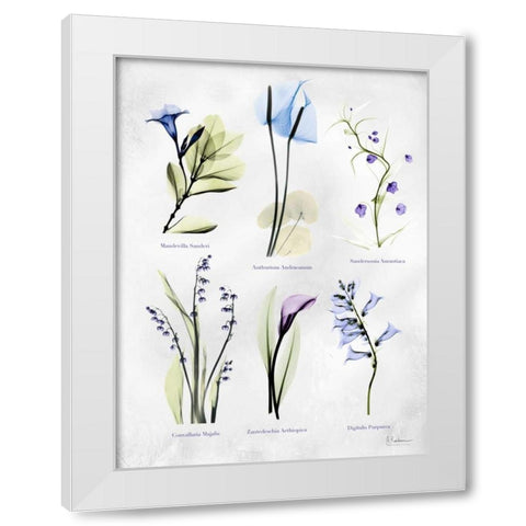 Vast Botanicals White Modern Wood Framed Art Print by Koetsier, Albert