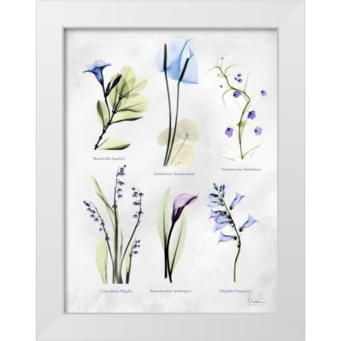 Vast Botanicals White Modern Wood Framed Art Print by Koetsier, Albert