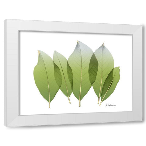 Golden Magnolia Leaf White Modern Wood Framed Art Print by Koetsier, Albert