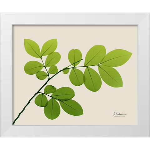 Natural Greenery 1 White Modern Wood Framed Art Print by Koetsier, Albert