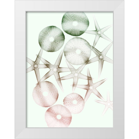 Sweet Starfish 1 White Modern Wood Framed Art Print by Koetsier, Albert