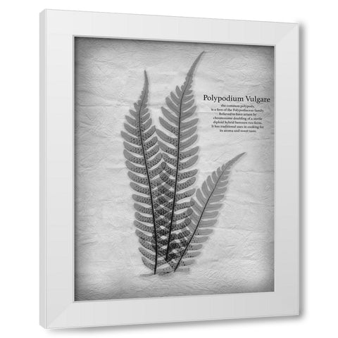 Vintage Fern 1 White Modern Wood Framed Art Print by Koetsier, Albert