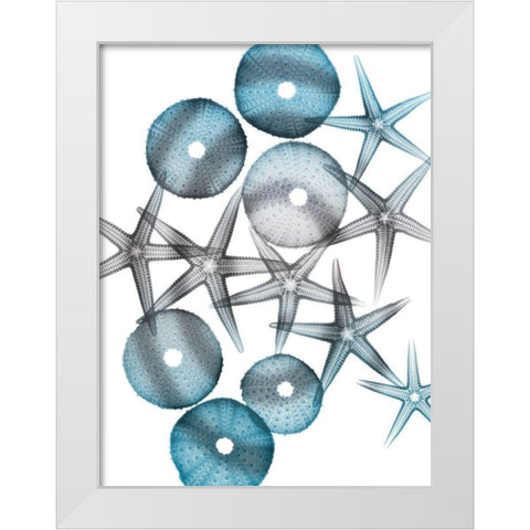 Blue Hue Starfish 1 White Modern Wood Framed Art Print by Koetsier, Albert