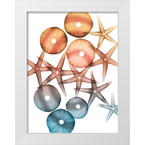 Jolly Starfish 1 White Modern Wood Framed Art Print by Koetsier, Albert