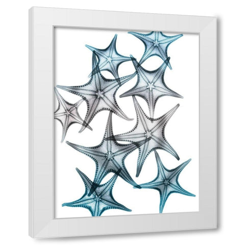 Blue Hue Starfish 2 White Modern Wood Framed Art Print by Koetsier, Albert