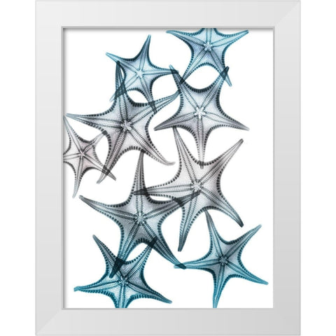 Blue Hue Starfish 2 White Modern Wood Framed Art Print by Koetsier, Albert