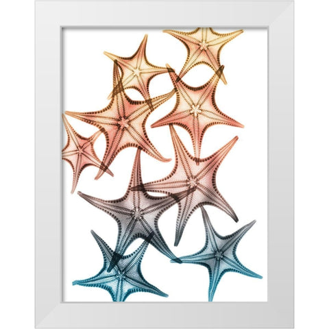 Jolly Starfish 2 White Modern Wood Framed Art Print by Koetsier, Albert