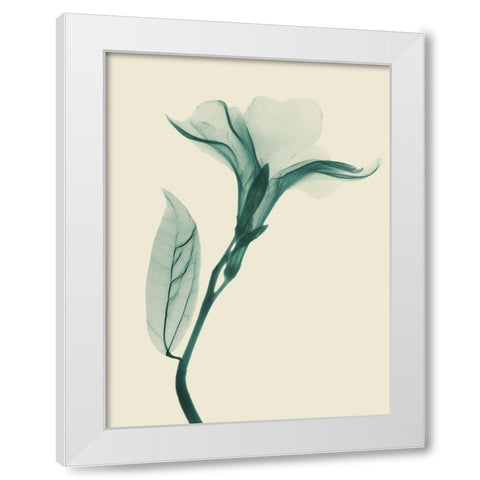 Lucky Oleander 1 White Modern Wood Framed Art Print by Koetsier, Albert