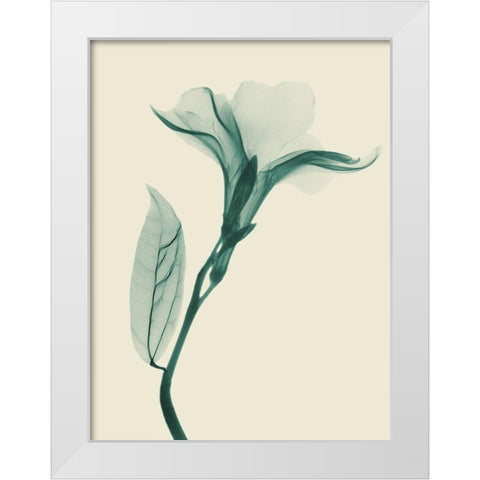 Lucky Oleander 1 White Modern Wood Framed Art Print by Koetsier, Albert
