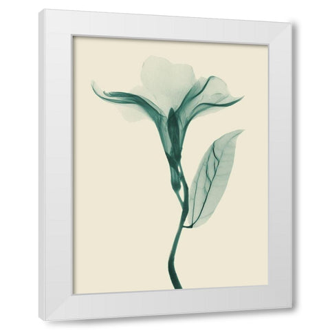 Lucky Oleander 2 White Modern Wood Framed Art Print by Koetsier, Albert