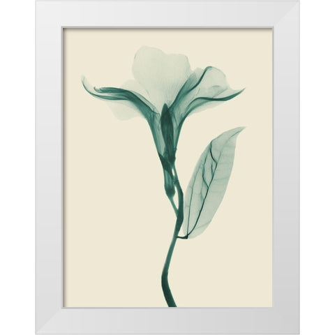 Lucky Oleander 2 White Modern Wood Framed Art Print by Koetsier, Albert