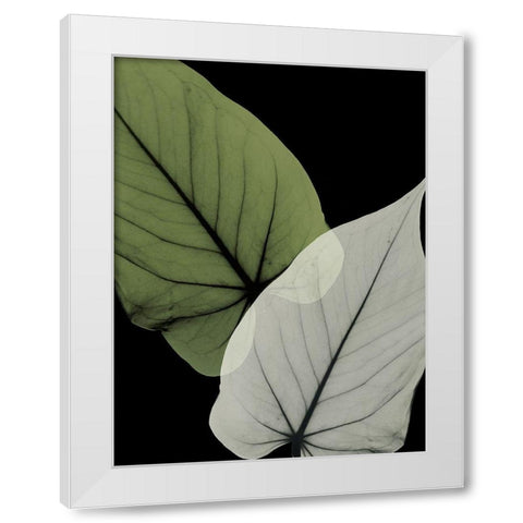 Philodendron Embrace 1 White Modern Wood Framed Art Print by Koetsier, Albert