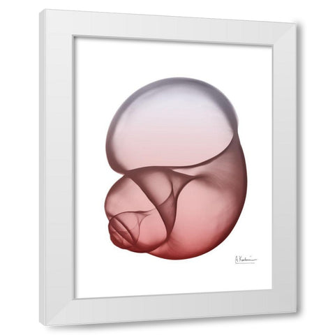 Coral Snail 1 White Modern Wood Framed Art Print by Koetsier, Albert