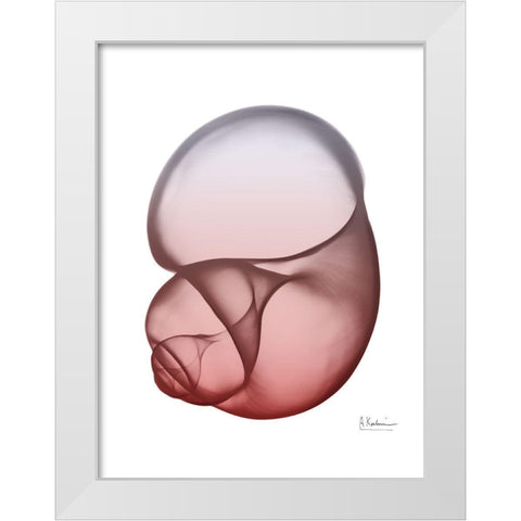 Coral Snail 1 White Modern Wood Framed Art Print by Koetsier, Albert