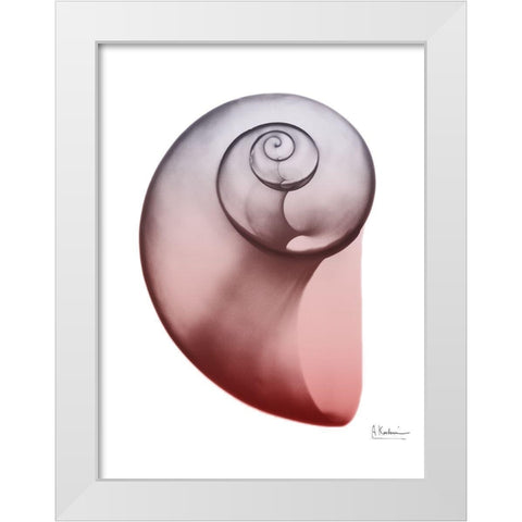 Coral Snail 2 White Modern Wood Framed Art Print by Koetsier, Albert