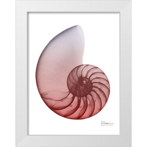 Coral Snail 4 White Modern Wood Framed Art Print by Koetsier, Albert