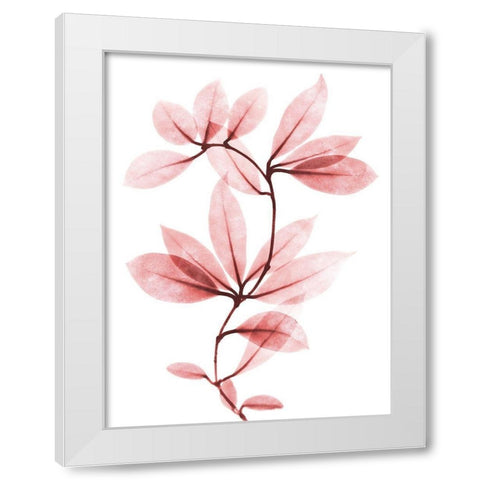 Coral Wonder 1 White Modern Wood Framed Art Print by Koetsier, Albert