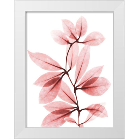 Coral Wonder 2 White Modern Wood Framed Art Print by Koetsier, Albert