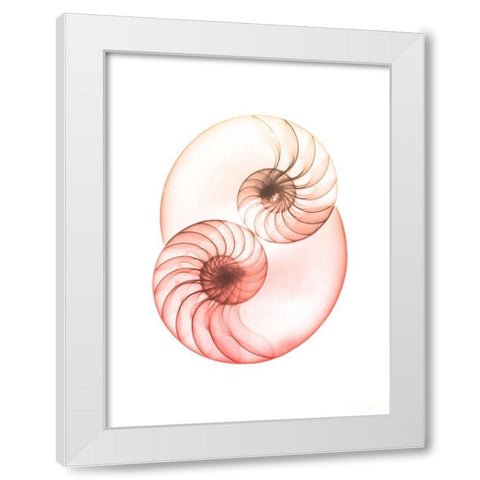 Sunset Shell 1 White Modern Wood Framed Art Print by Koetsier, Albert