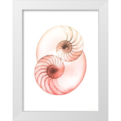 Sunset Shell 1 White Modern Wood Framed Art Print by Koetsier, Albert