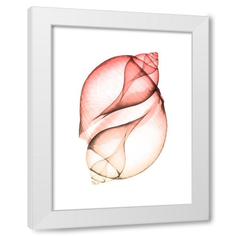 Sunset Shell 2 White Modern Wood Framed Art Print by Koetsier, Albert