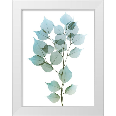 Vibrant Dalbersia 1 White Modern Wood Framed Art Print by Koetsier, Albert