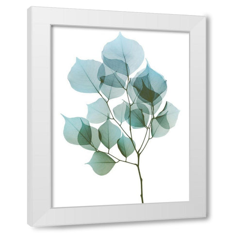 Vibrant Dalbersia 2 White Modern Wood Framed Art Print by Koetsier, Albert