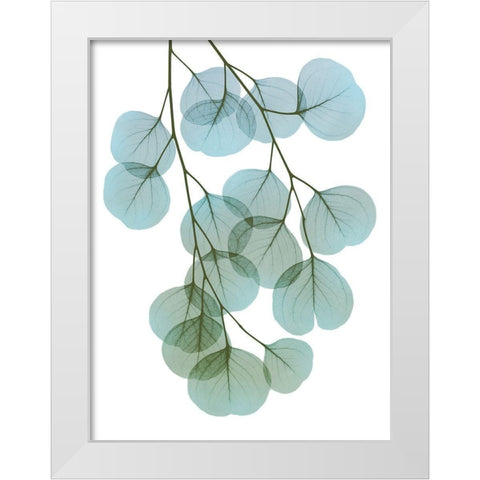 Vibrant Eucalyptus 2 White Modern Wood Framed Art Print by Koetsier, Albert