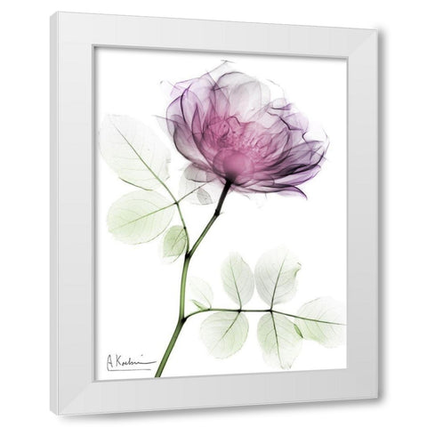 Rose Dynasty 1 White Modern Wood Framed Art Print by Koetsier, Albert