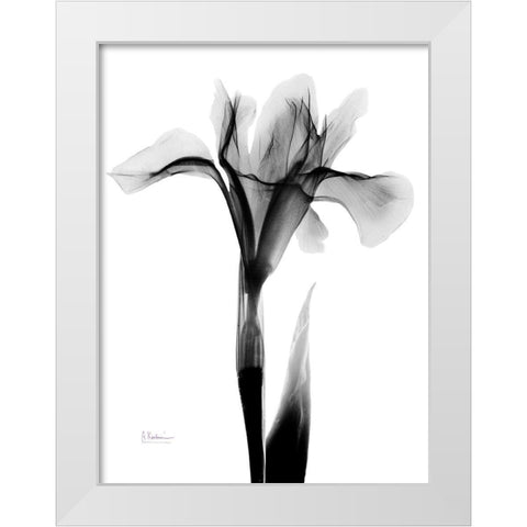 Expressed Iris White Modern Wood Framed Art Print by Koetsier, Albert
