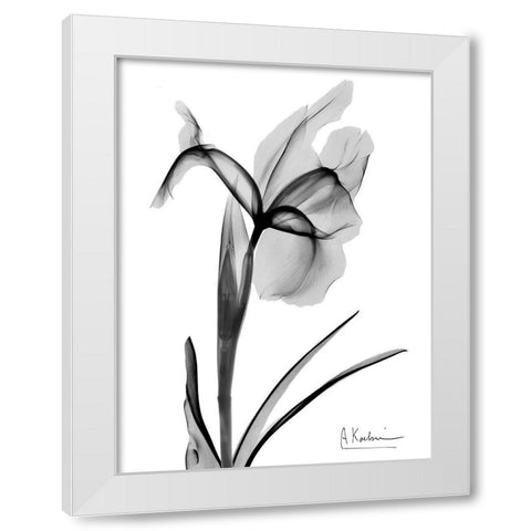 Expressed Iris 2 White Modern Wood Framed Art Print by Koetsier, Albert