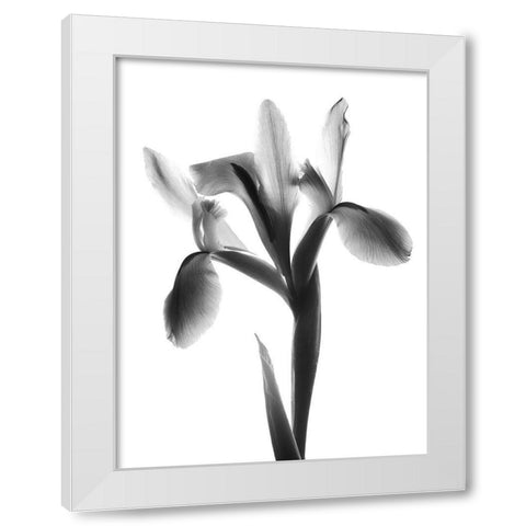 Midnight Le Fleur White Modern Wood Framed Art Print by Koetsier, Albert