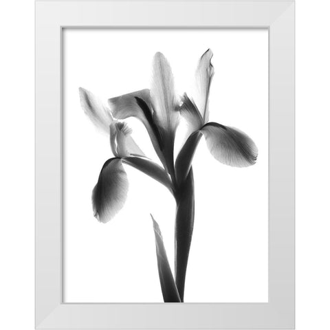 Midnight Le Fleur White Modern Wood Framed Art Print by Koetsier, Albert