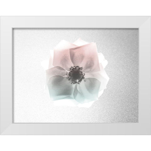 Rose Dreaming 1 White Modern Wood Framed Art Print by Koetsier, Albert