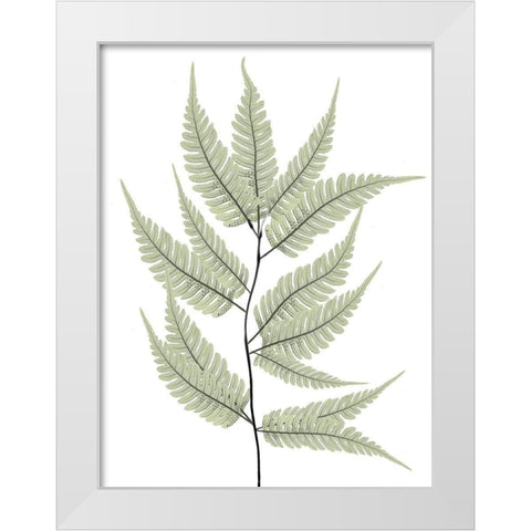 Fern Tree White Modern Wood Framed Art Print by Koetsier, Albert