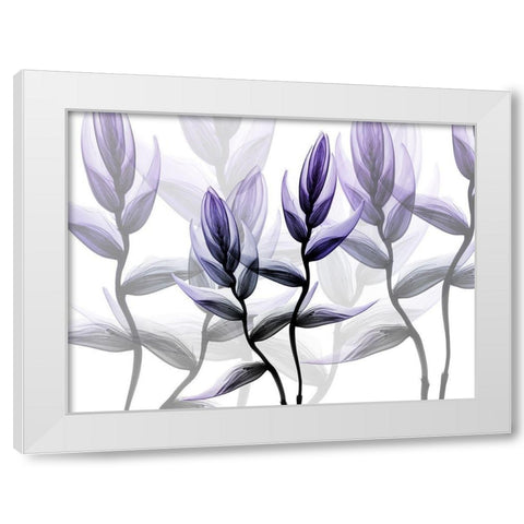 Lavender Heaven 1 White Modern Wood Framed Art Print by Koetsier, Albert