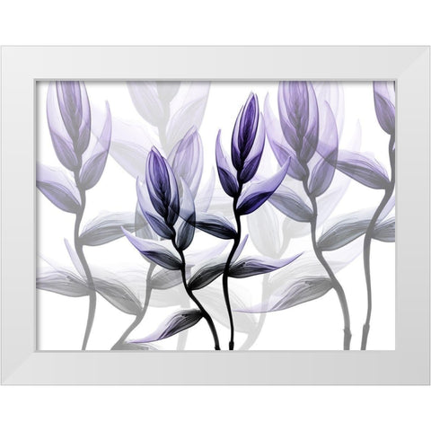 Lavender Heaven 1 White Modern Wood Framed Art Print by Koetsier, Albert