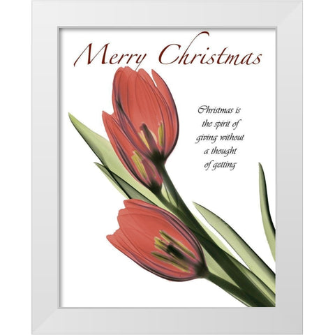 Christmas Tulips 2 White Modern Wood Framed Art Print by Koetsier, Albert