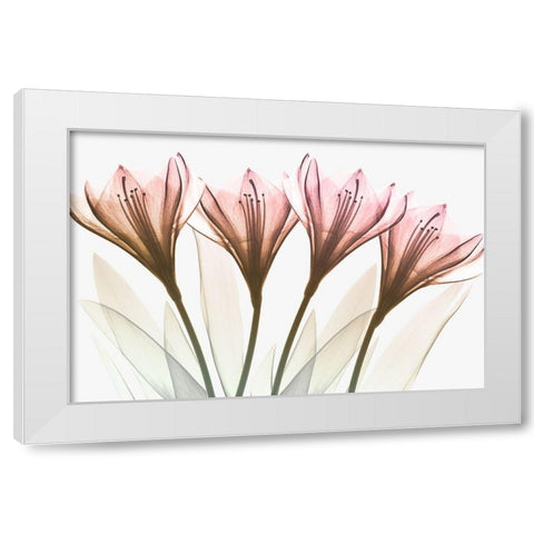 Dazzling Tulips White Modern Wood Framed Art Print by Koetsier, Albert