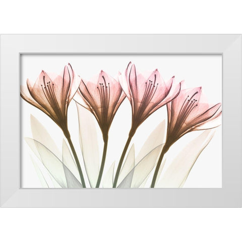 Dazzling Tulips White Modern Wood Framed Art Print by Koetsier, Albert