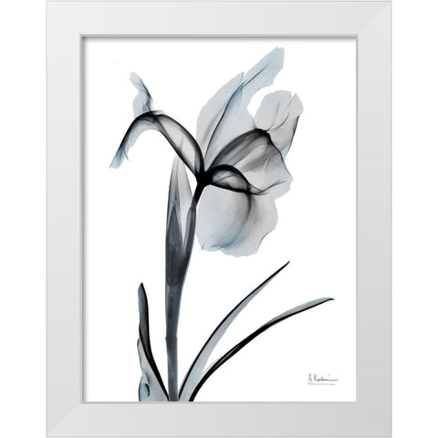 Ombre Sea Salt Iris 2 White Modern Wood Framed Art Print by Koetsier, Albert