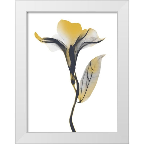 Ombre Sunshine Oleander 1 White Modern Wood Framed Art Print by Koetsier, Albert