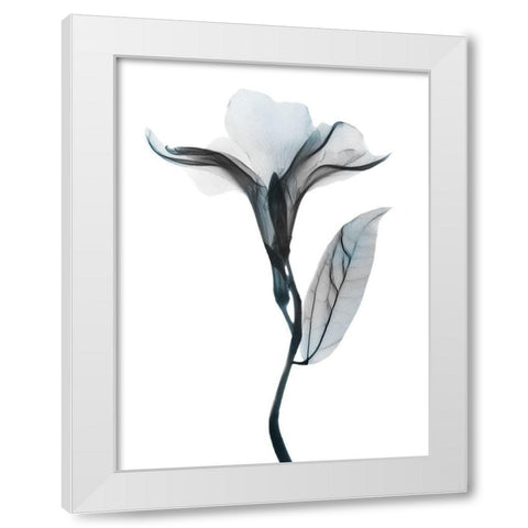 Ombre Sea Salt Oleander 1 White Modern Wood Framed Art Print by Koetsier, Albert