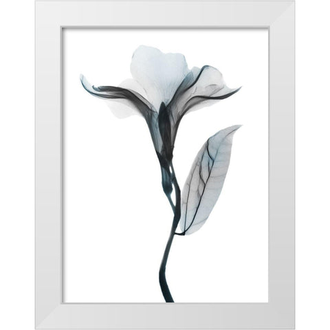 Ombre Sea Salt Oleander 1 White Modern Wood Framed Art Print by Koetsier, Albert