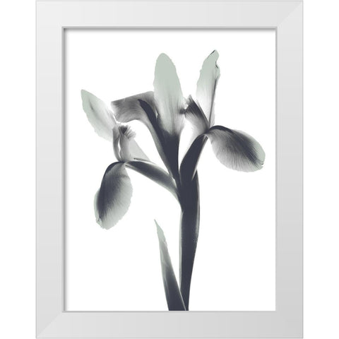 Ombre Sea Foam Le Fleur White Modern Wood Framed Art Print by Koetsier, Albert